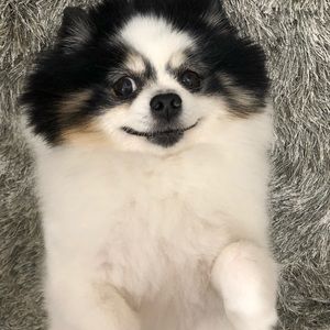 Meet your Posher, Jaz